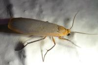 Katha depressa