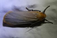 Katha depressa