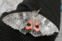 Catocala nupta