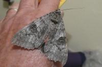 Catocala nupta