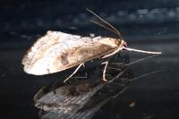 Evergestis isatidalis