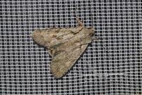 Lithophane ornitopus