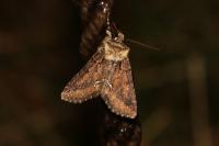 Allophyes oxyacanthae