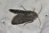 Aporophyla lueneburgensis