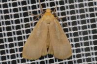 Katha depressa