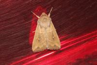 Mythimna albipuncta