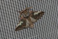 Diloba caeruleocephala