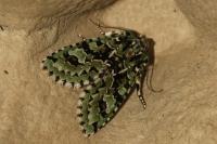 Griposia aprilina