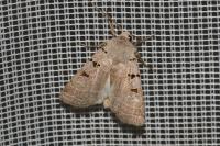 Eugnorisma glareosa