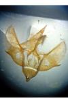 Epirrita christyi