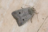 Leptologia lota