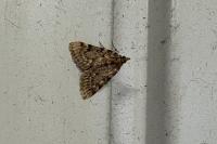 Aglossa pinguinalis