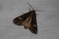 Trigonophora flammea