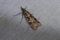 Eudonia angustea