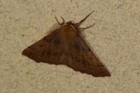 Colotois pennaria