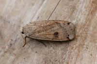 Noctua pronuba