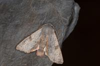 Ammopolia witzenmanni