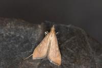 Antigastra catalaunalis