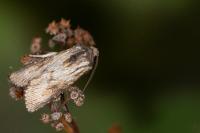 Aporophyla australis