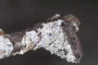 Aporophyla nigra