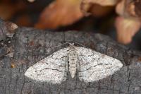 Calamodes occitanaria