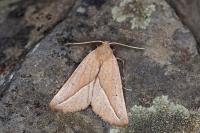 Compsoptera opacaria
