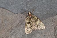 Cryphia pallida