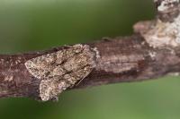 Dryobotodes eremita