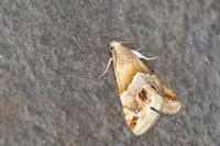 Eublemma parva
