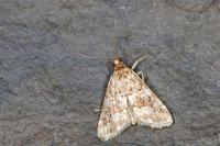 Hellula undalis