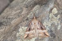 Hypena rostralis
