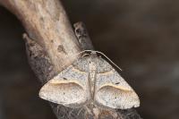 Perigune convergata