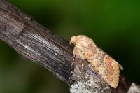 Polymixis argillaceago