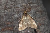Pyrausta aurata