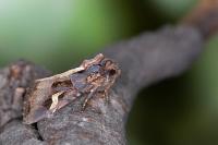 Trigonophora flammea