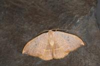 Watsonalla uncinula