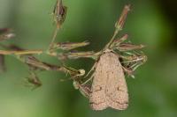 Xestia castanea