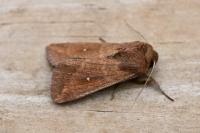 Mythimna albipuncta
