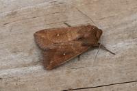 Mythimna albipuncta