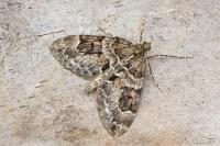 Thera britannica/variata