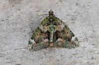 Chloroclysta siterata