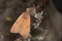 Ammopolia witzenmanni