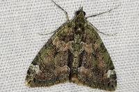 Chloroclysta siterata