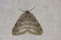 Epirrita