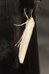 Manulea pseudocomplana
