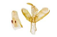 Manulea complana