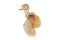 Manulea complana
