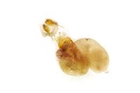 Manulea complana
