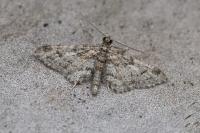 Gymnoscelis rufifasciata