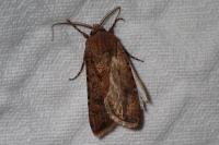 Agrotis segetum